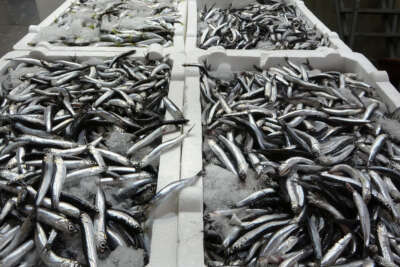 Beklenen Gürcü hamsisi sonunda geldi