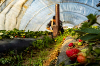 Çilek seralarında don tehlikesine karşı sobalı önlem