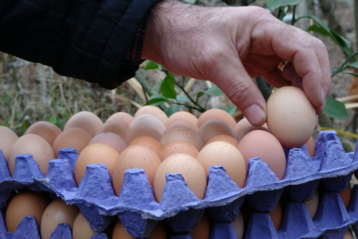 Fiyat farkı daraldı, köy yumurtasına talep arttı