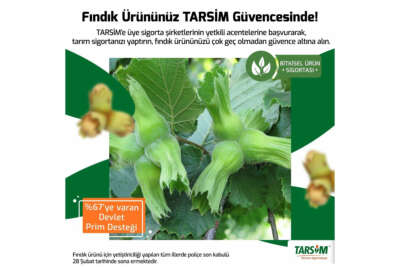 TARSİM: 'Fındık için son sigorta tarihi 28 Şubat'