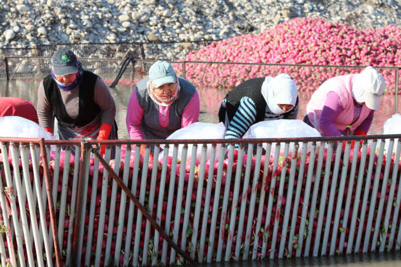Yarım metre su içinde turp işçisi kadınların ekmek mücadelesi