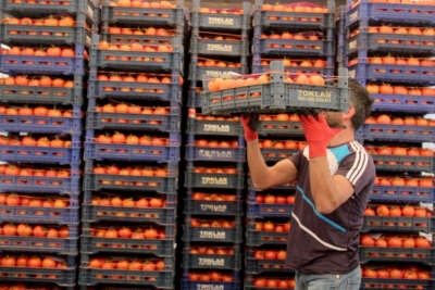 Antalya'da ısınan hava üretimi arttırdı fiyatlar düşmeye başladı