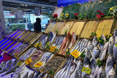 Balığa fırtına vurdu