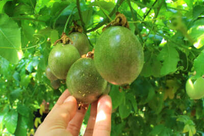 Bir fidanı 10 yıl meyve veriyor, kilosu 100 TL’den satılıyor