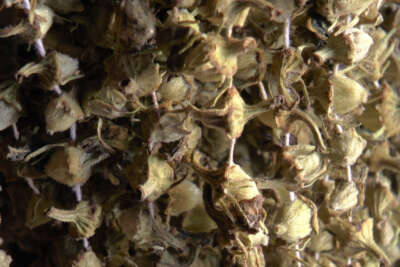 Gram altınla yarışan bamyaya talep var