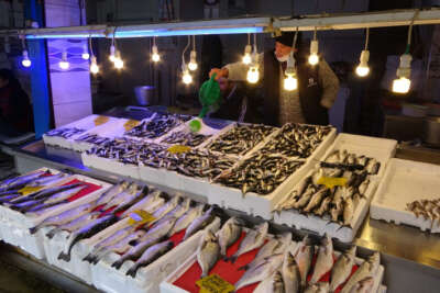 Hamsi bu defa üzdü