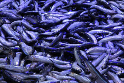 Hamside işler tersine döndü