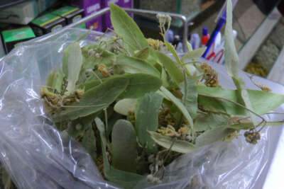 Ihlamurun kilosu 350 TL'den alıcı buluyor