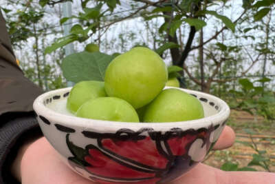 Kilosu 2 bin lira olan papaz eriği Arap şeyhlerinin gözdesi