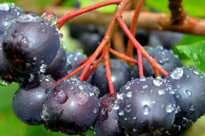 Kızılderililerin soğuk algınlığında kullandığı aronya şehitler diyarı Çanakkale’de yetişecek