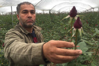 Sevgililer Günü öncesi gülü soğuk vurdu
