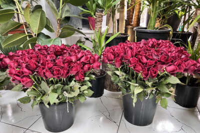 'Sevgililer Günü’nde en ucuz gül 30 TL’den satılacak'