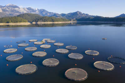 TARSİM: ''Su ürünleriniz, kafes ve ağlarınız TARSİM güvencesinde'