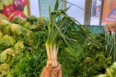 Taze soğanın tek bir dal fiyatı nerdeyse 1 lirayı buldu