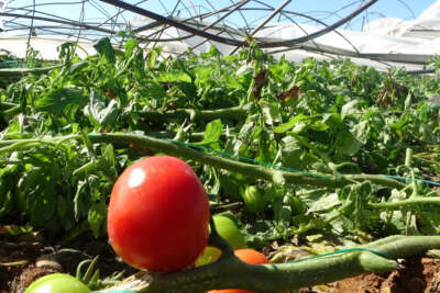 Antalya’da 10 saniyelik hortum domates serasını yerle bir etti