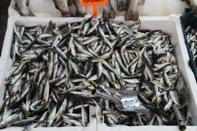 Kar yağışlarıyla birlikte balık tezgahlarında hareketlilik