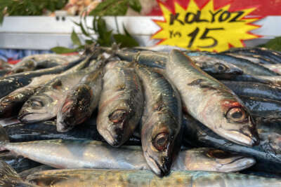 Kilosu 15 lira, kapış kapış satılıyor