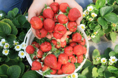 Kilosu 25-30 TL'ye satılan örtü altı çilek, üreticisini sevindiriyor