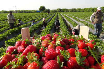 Coğrafi işaret tescilli Silifke Çileği, 15’ten fazla ülkeye ihraç ediliyor
