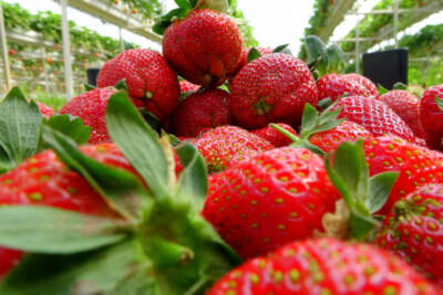 Erkenci çileğin kilosu 20 liraya düştü