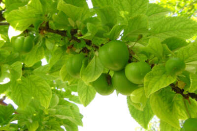 İlk çıktığında 500 liraydı, şimdi kilosu 20 ila 50 lira arasında satılıyor