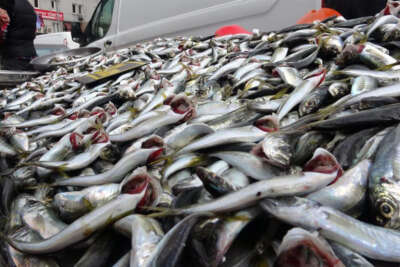 İstavrit bollaştı fiyatı yarı yarıya düştü