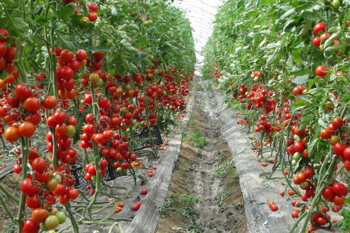 Mersin’de örtü altı domates tarlada 16.50 TL'den alıcı buluyor