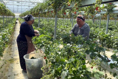 Sinop’tan dünyaya çilek ihracatı