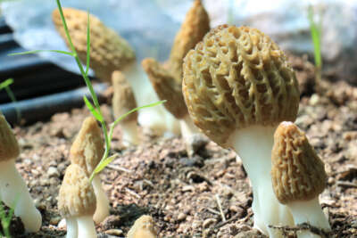 Tazesinin kilosu 400, kurusu 3 bin TL