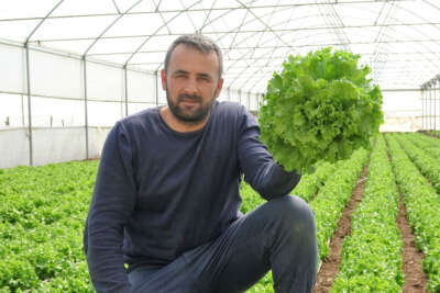 Tokat’ta marul serada 8 lira, markette 15 lira