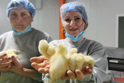 Türk civcivi Gürcistan’dan dünyaya yayılıyor