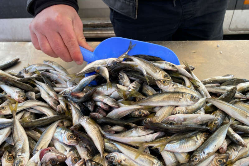 Zonguldak'ta balıkçılar teselliyi istavritte buldu