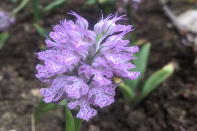 Adana, salebin üretim merkezi olacak