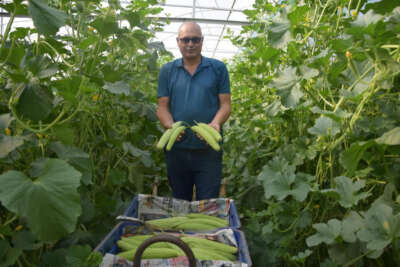 Antalya'da üretilip kilosu 30 TL’den Almanya’ya gidiyor