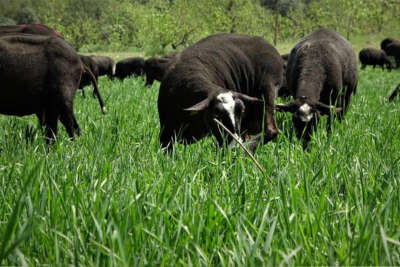 Aracıyı ortadan kaldırdılar ayda 5 ton et satıyorlar