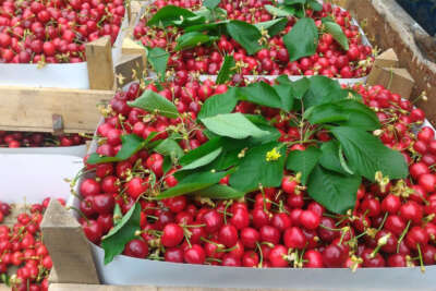 Bursa'da kiraz hasadı başladı