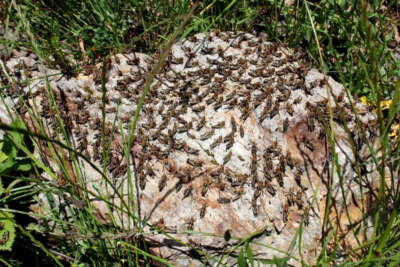 Çiftçilerin korkulu rüyası çekirgeler tarım arazilerini istila etti