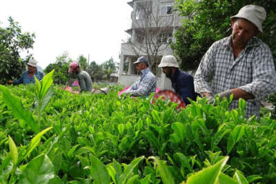 Cumhurbaşkanı Erdoğan yaş çay taban fiyatını desteklemeler ile birlikte 7 lira olarak açıkladı
