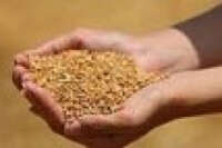 Edirne'de buğday 5,640 TL'den satıldı