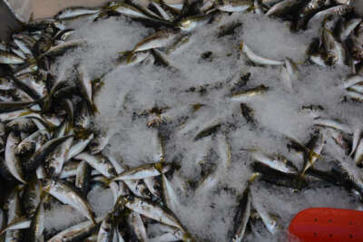 Karadeniz'de az miktarda avlanan istavrit 40 TL’den satışta