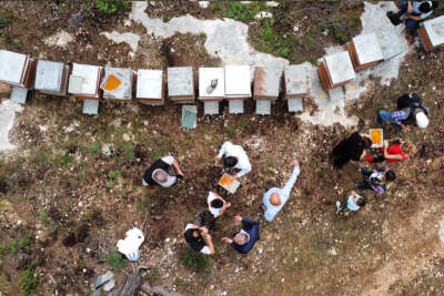 Kilosu 400 TL, milyonlarca arı 100 gramını bir günde topluyor