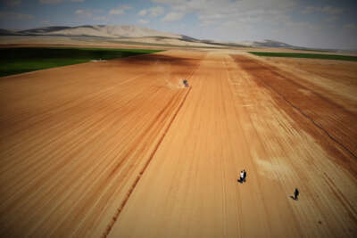 Konya Ovasında ayçiçeği ve pancarda yüksek rekolte umudu