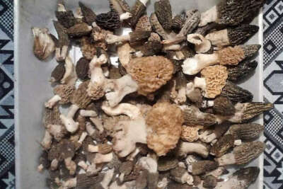 Kuzugöbeği avcıları bayramda iş başında