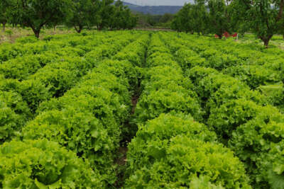 Marul tarlada 2 lira tezgahta 10 lira