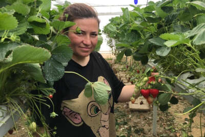 Mühendis çift mesleklerini bırakıp çilek serası kurdu