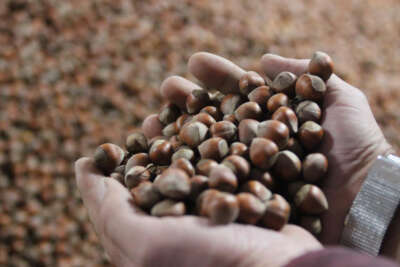 Serbest piyasada fındık fiyatı yükseldi