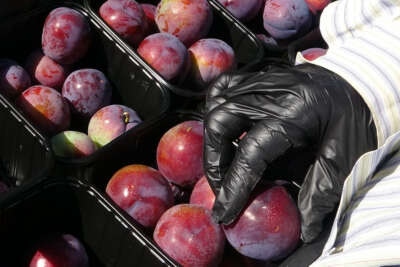 Siyah erikte ilk hasat