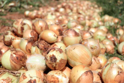 Soğan çiftçinin yüzünü güldürüyor