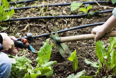 'Terasta Tarım' alanında öğrenciler ağırlanmaya devam ediliyor