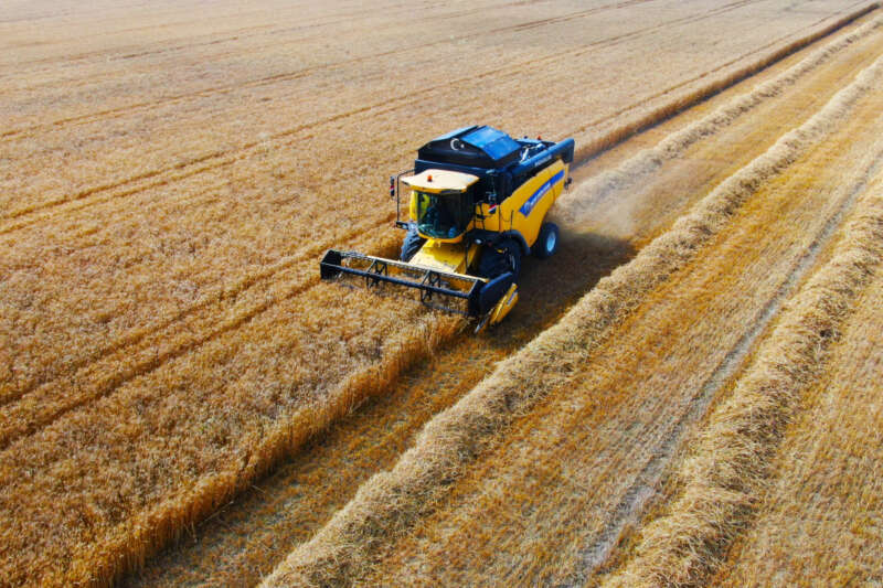 Ukrayna-Rusya savaşıyla önemi artan buğdayın Adana’da hasadı başladı